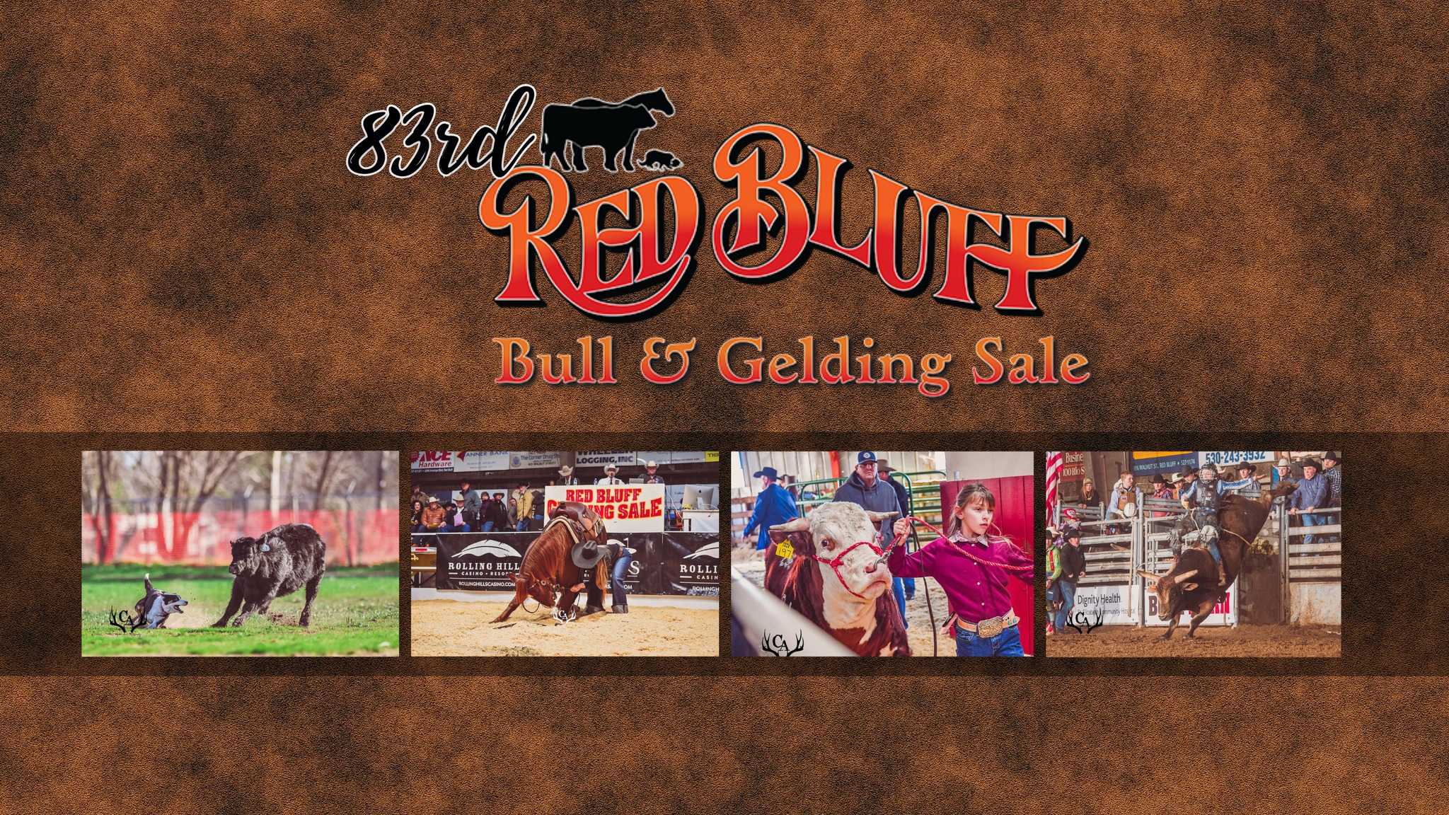 Watch!! 83rd Annual Red Bluff Bull & Gelding Sale 2024 Live Stream